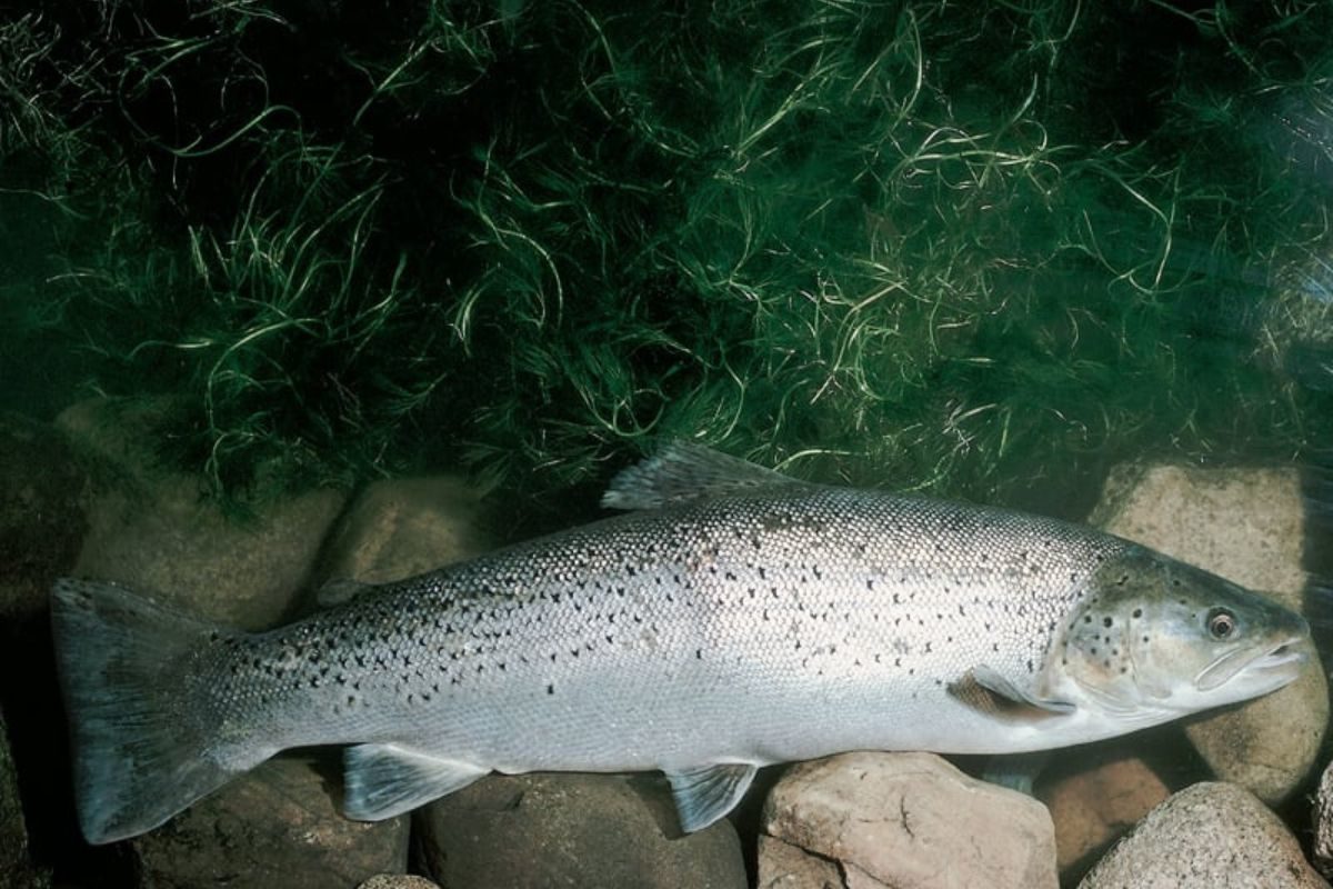 Meerforelle, Salmo Trutta, kann im Meer und im Fluß gefangen werden