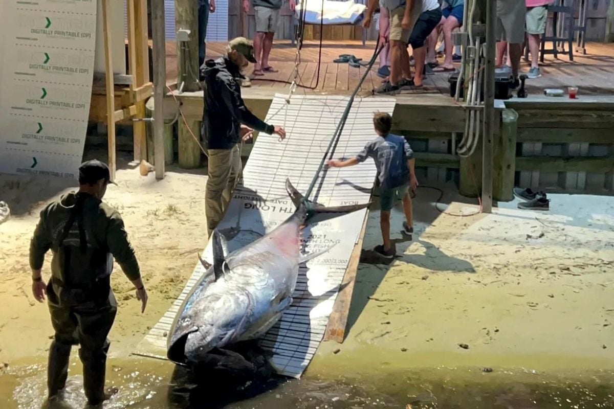 Riesenthunfisch wird im Hafen abgeladen