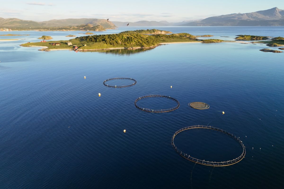 Drohnenaufnahme einer Lachsfarm in Norwegen mit Insel und Bergen im Hintergrund