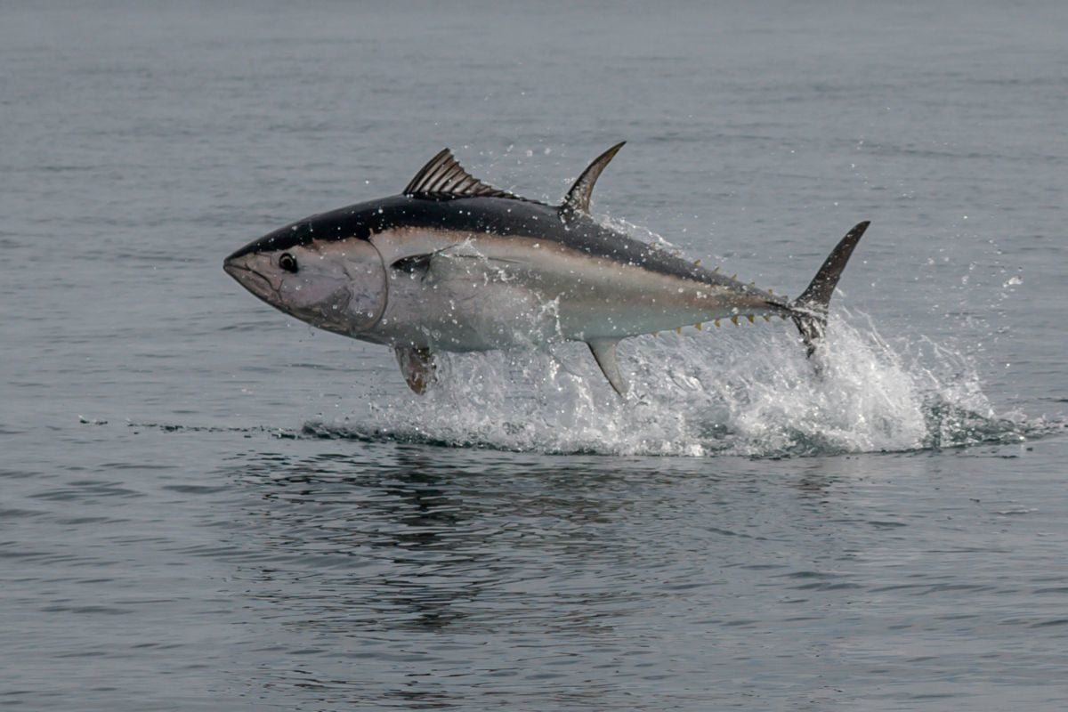 Thunfisch springt aus dem Meer