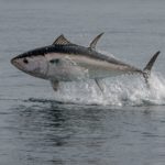 Thunfisch springt aus dem Meer