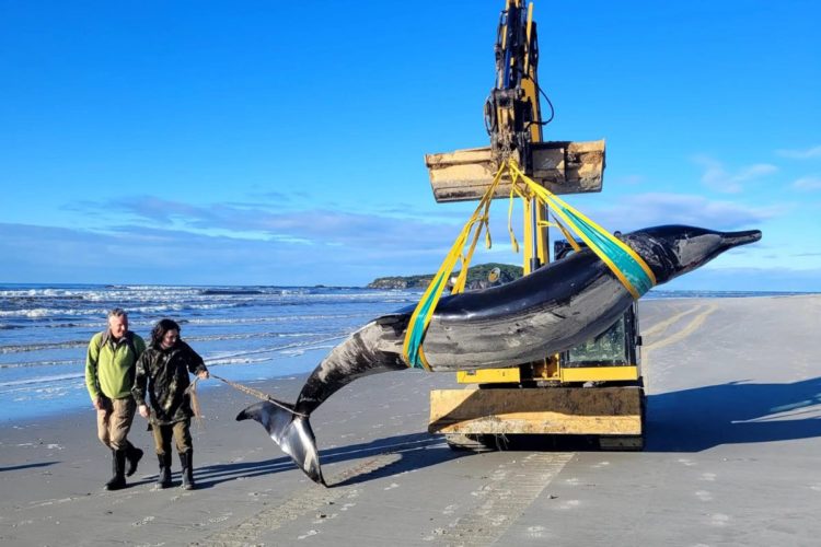 Bahamonde-Schnabelwal wird vom Strand abtransportiert