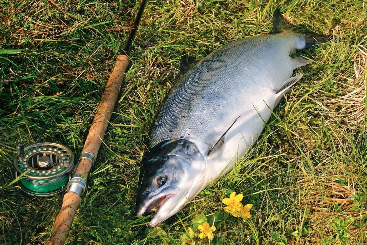 Lachs mit Fliegenrute