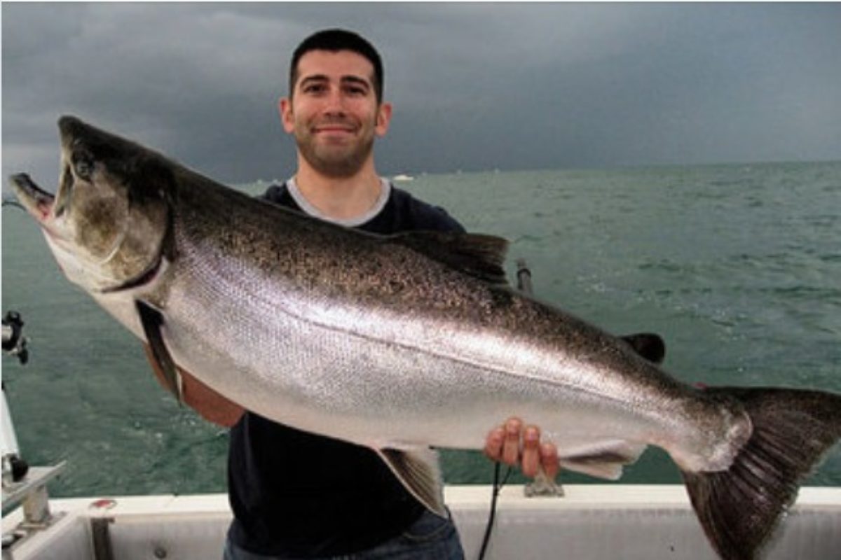 Im Ontariosee hat ein Angler eine Mischung aus Silber- und Königlachs gefangen.