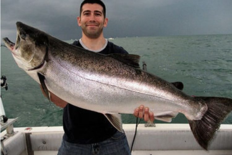 Im Ontariosee hat ein Angler eine Mischung aus Silber- und Königlachs gefangen.