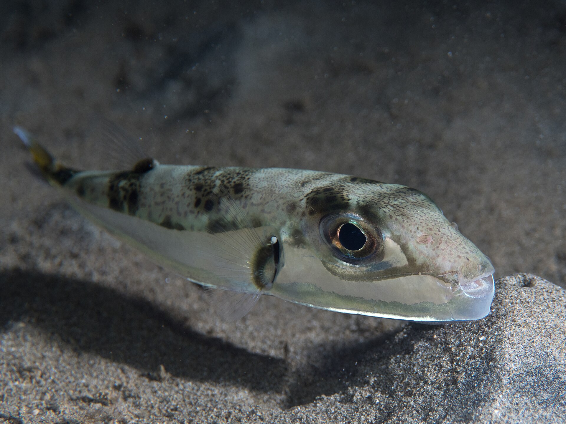 Hasenkopf-Kugelfisch im Wasser