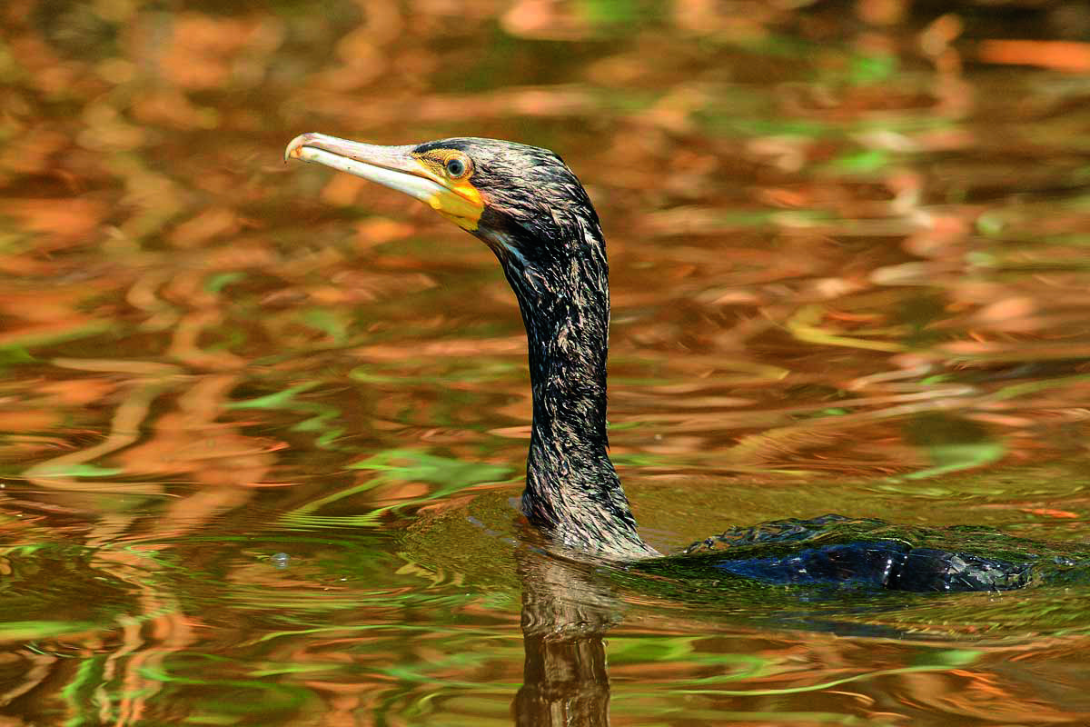 Kormoran im Wasser