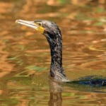 Kormoran im Wasser