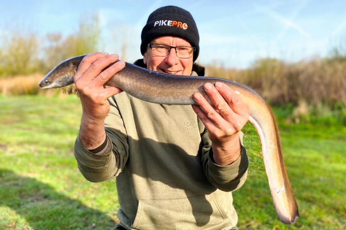 Fangbild Aal, fischschonendes Aalangeln