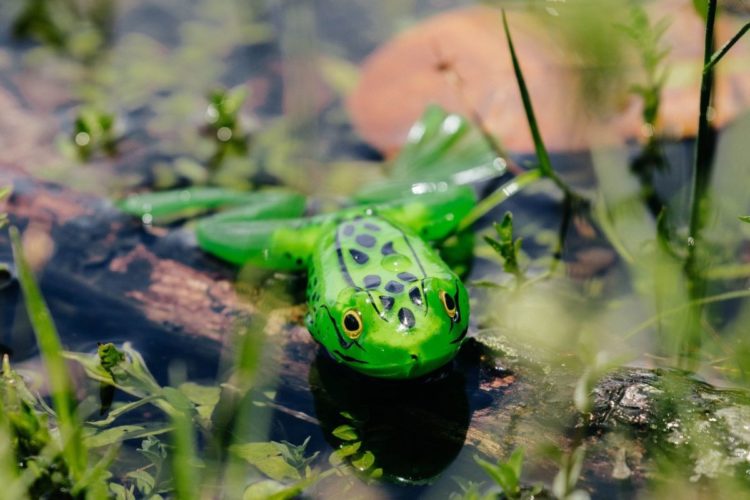 Grüner Frosch-Köder auf Ast in krautigem Wasser