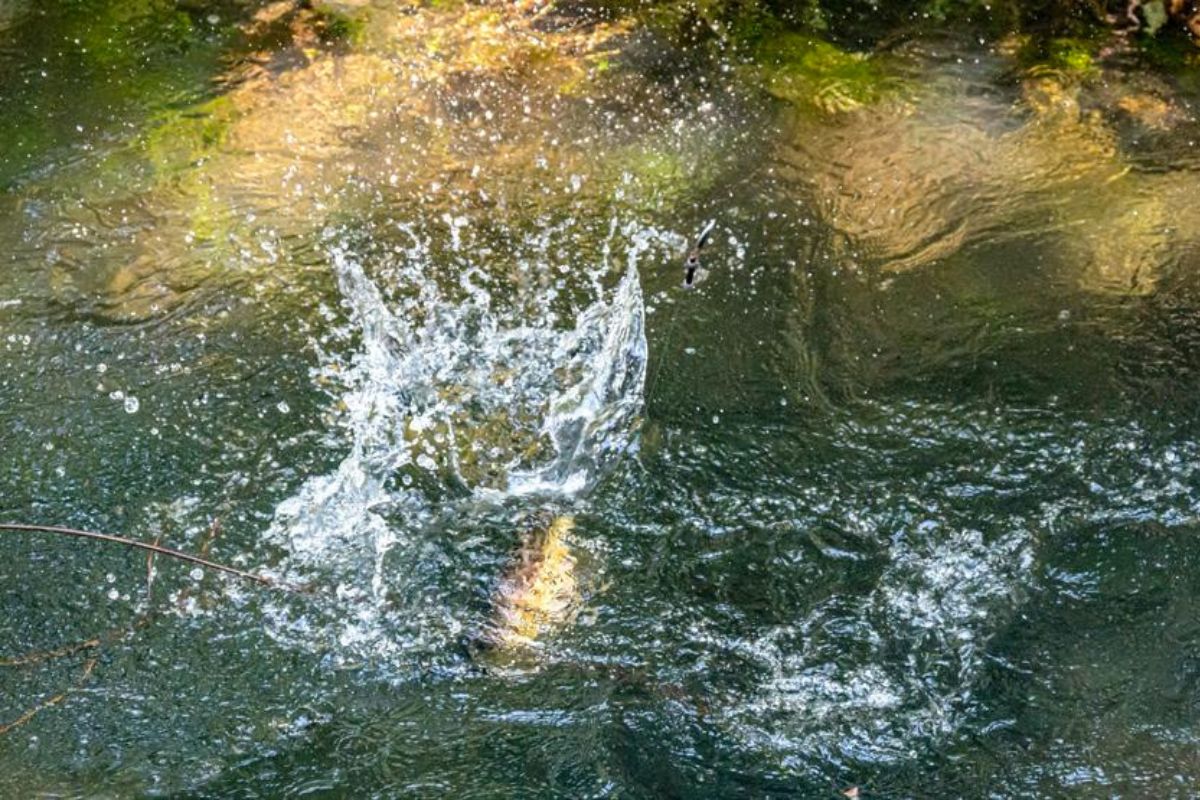 Forellenbiss auf den Naturköder Grashüpfer