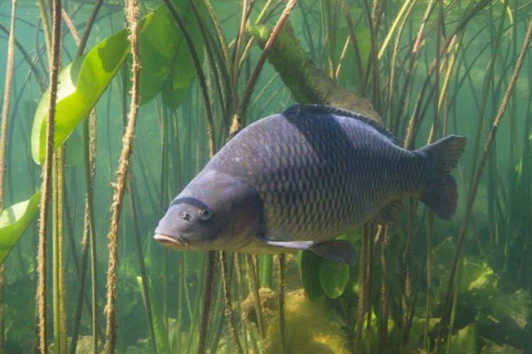 Karpfen unter Wasser