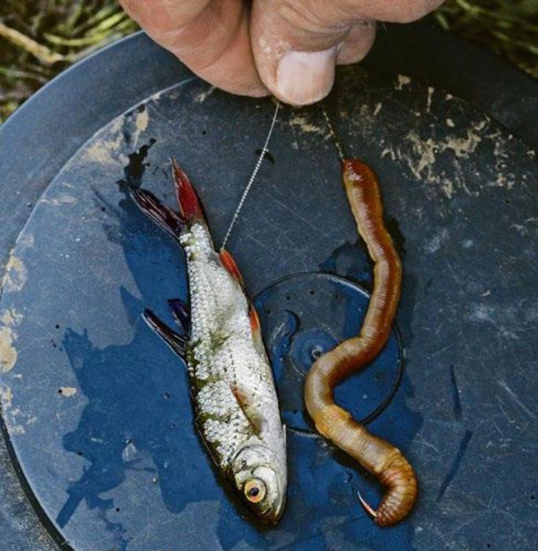 Köderfisch und Wurm, beides fängt Aal