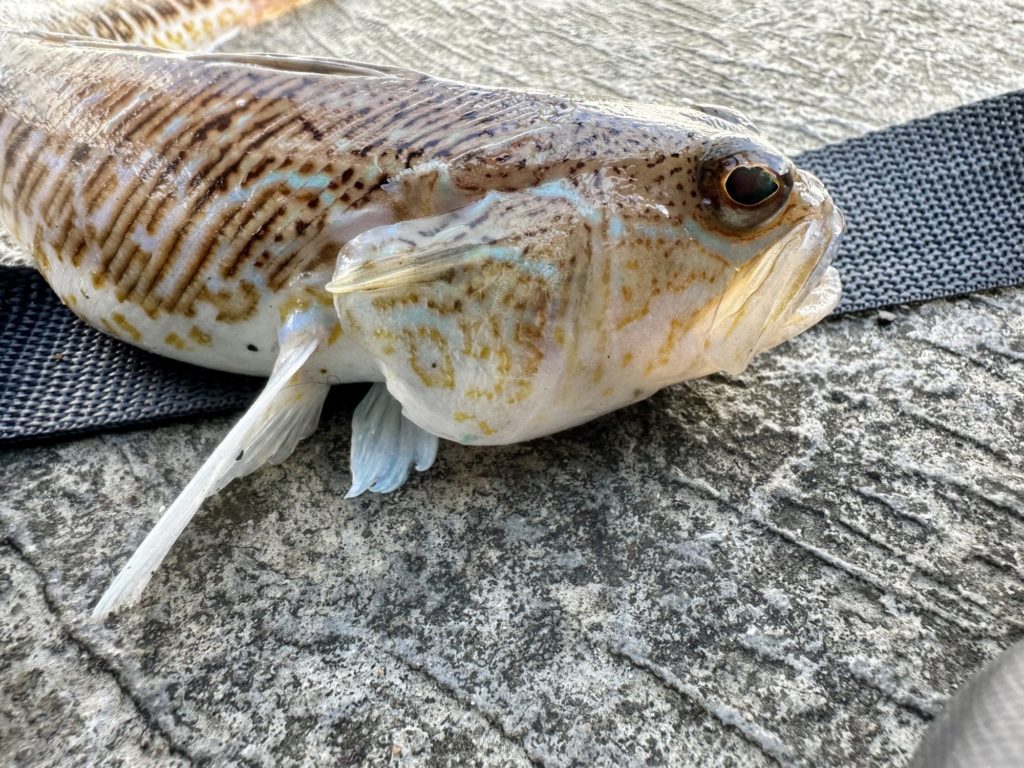 Stachel beim Petermännchen