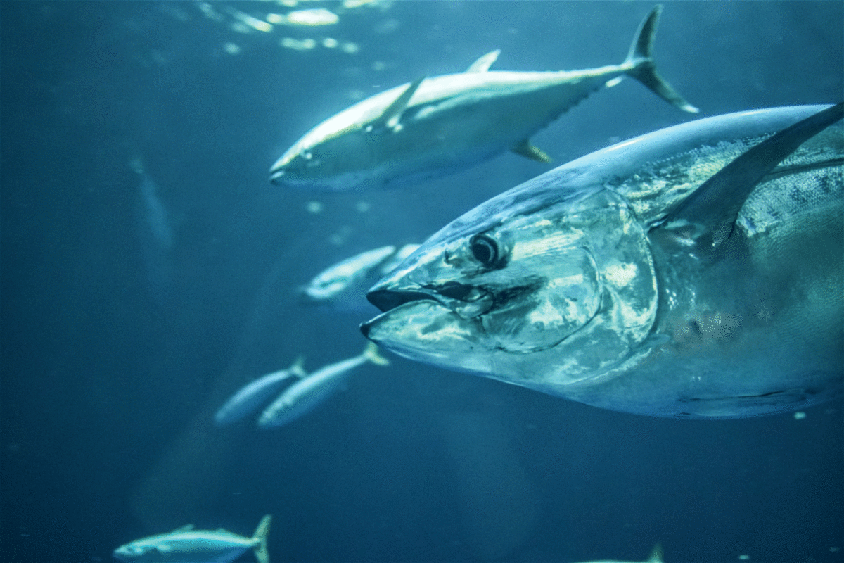 Tune gehören zu den kräftigsten Fischen überhaupt.