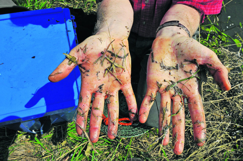 Aal Aale Glatt Gras Greifen festhalten