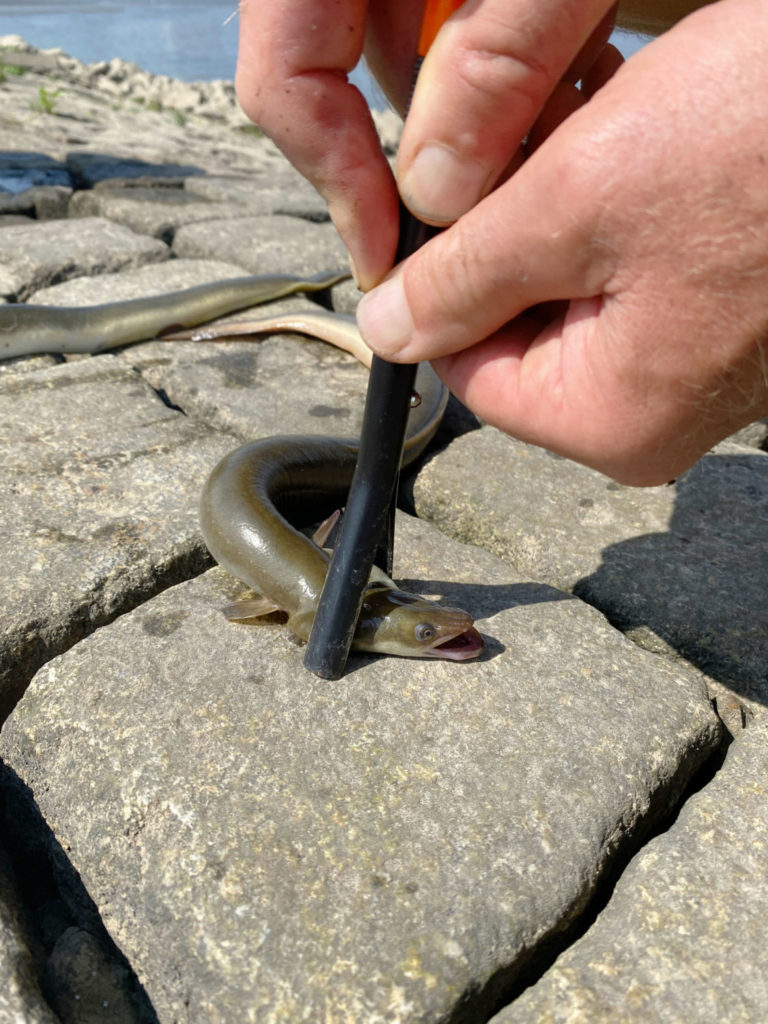 Aaltöter Töten Aal aale