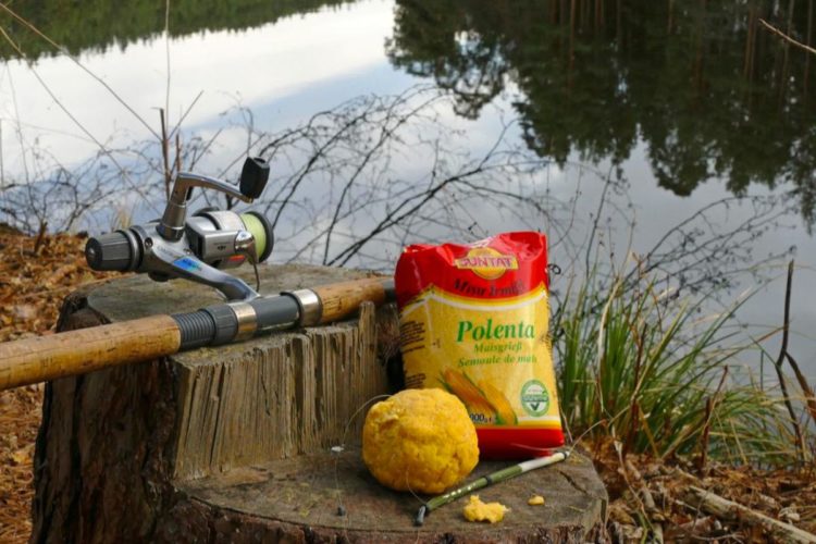 Angeln mit Polenta als Köder