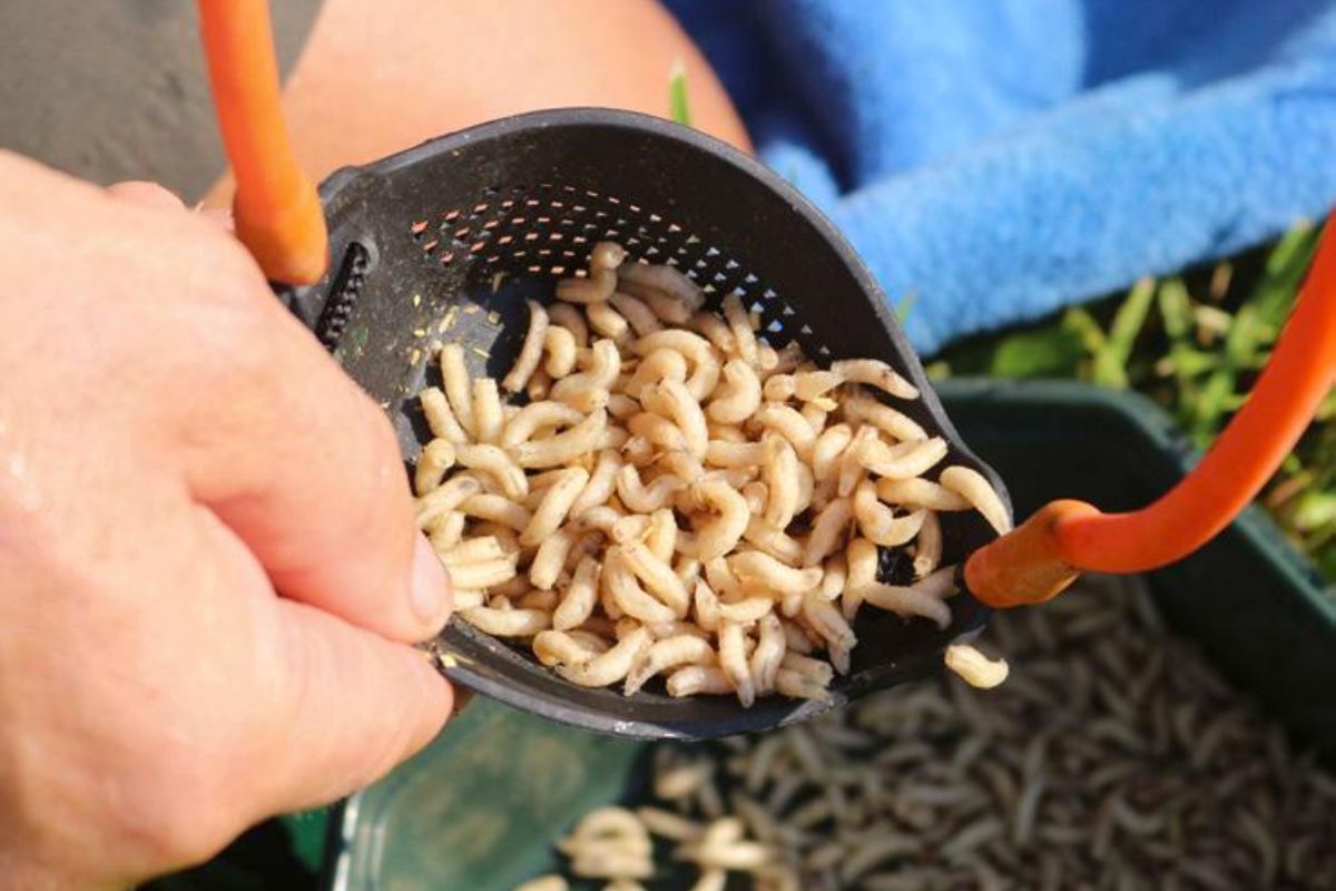 Madenschleuder mit großem Körbchen