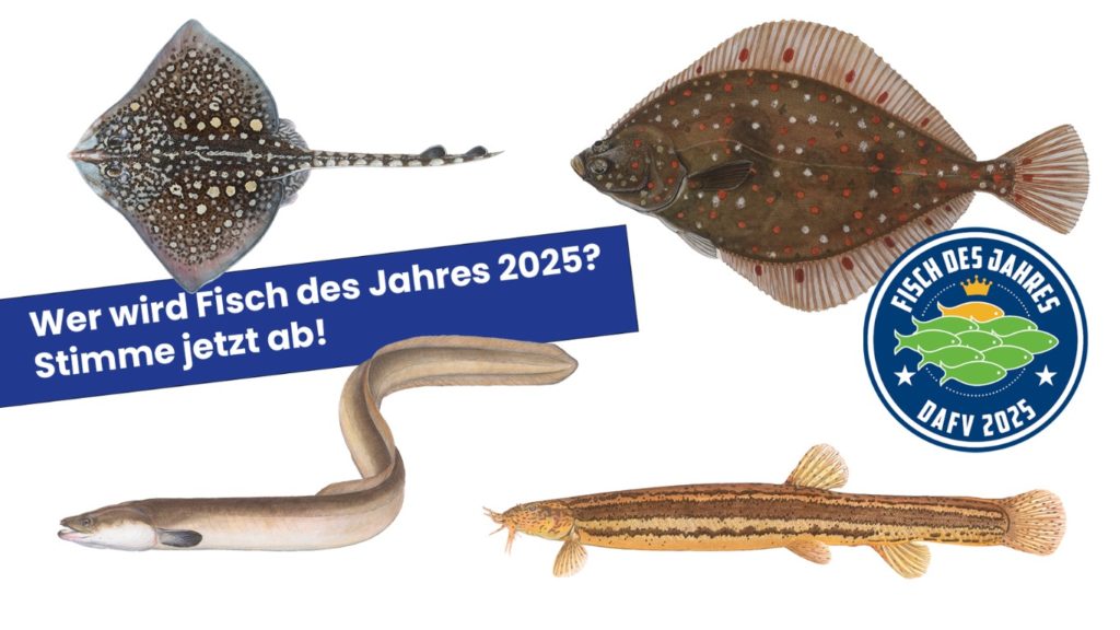 Wer wird Fisch des Jahres 2025? Stimme jetzt ab! 