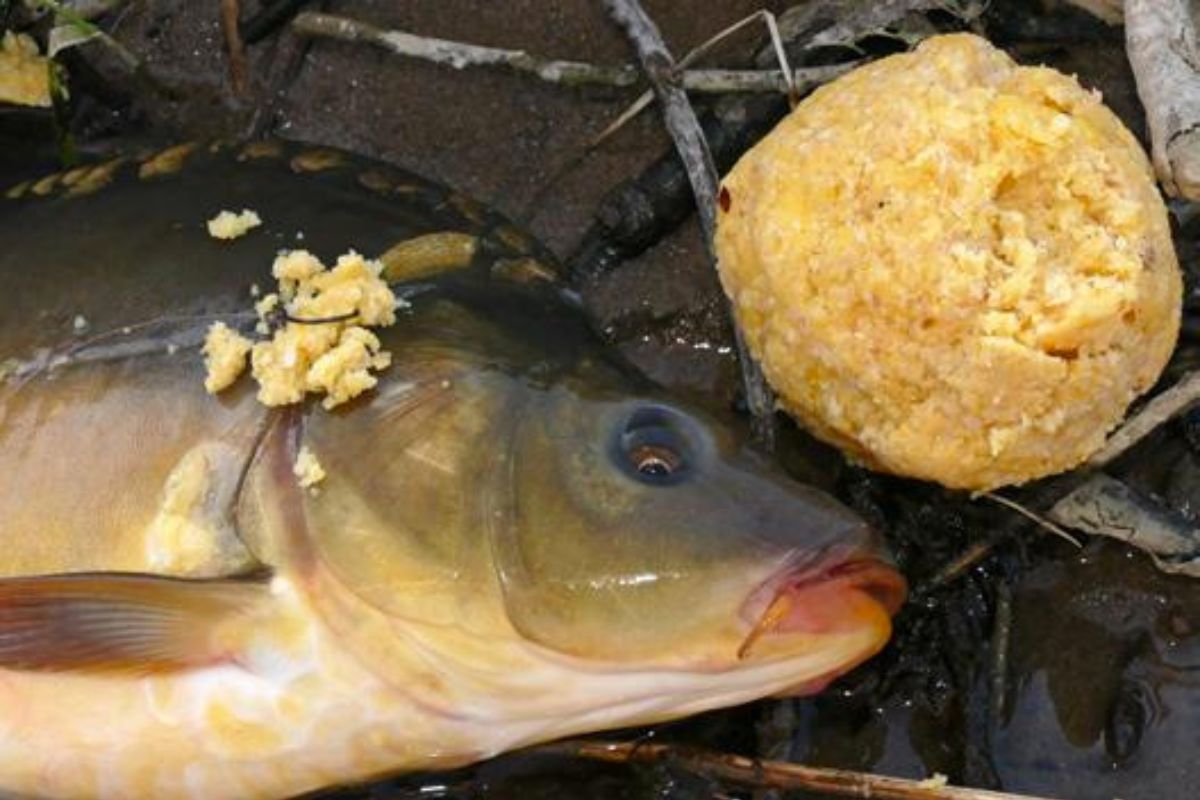 Karpfen auf Polenta gefangen