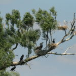 Kormoran, Fischbestand