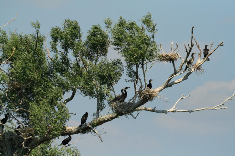 Kormoran, Fischbestand