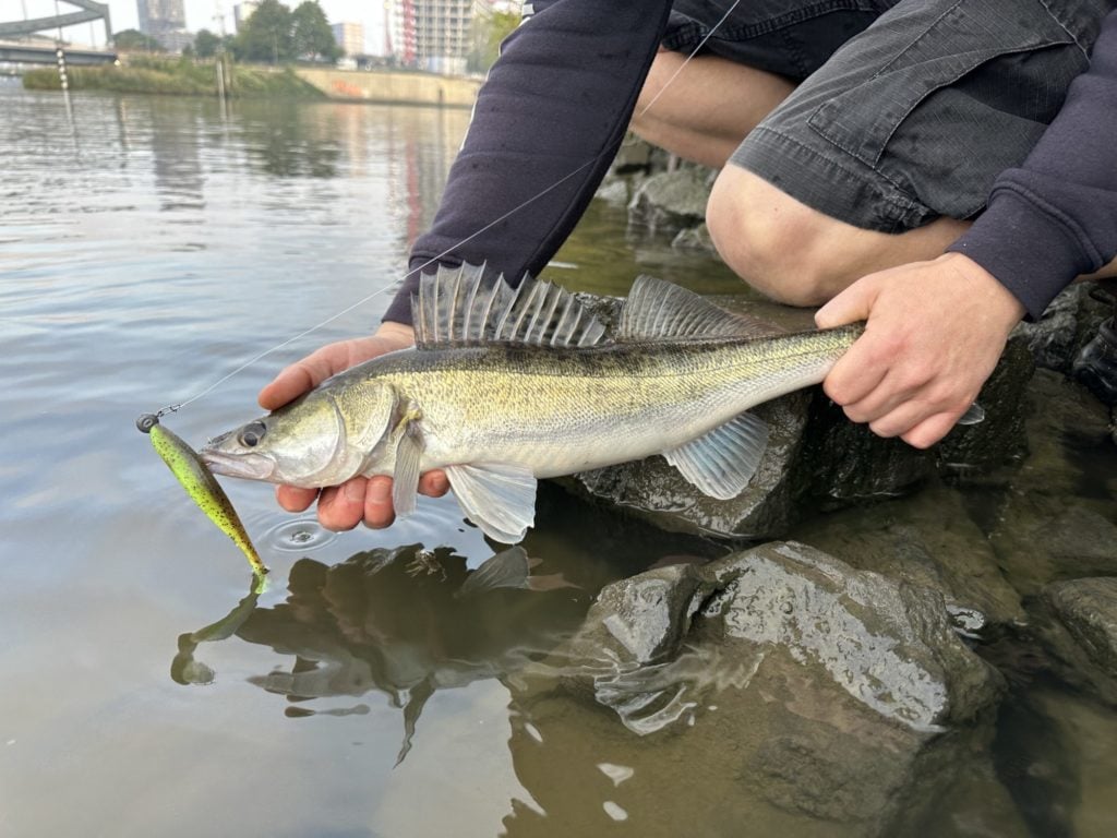 Zander Gummifisch Jigkopf Fluorocarbon Steinpackung