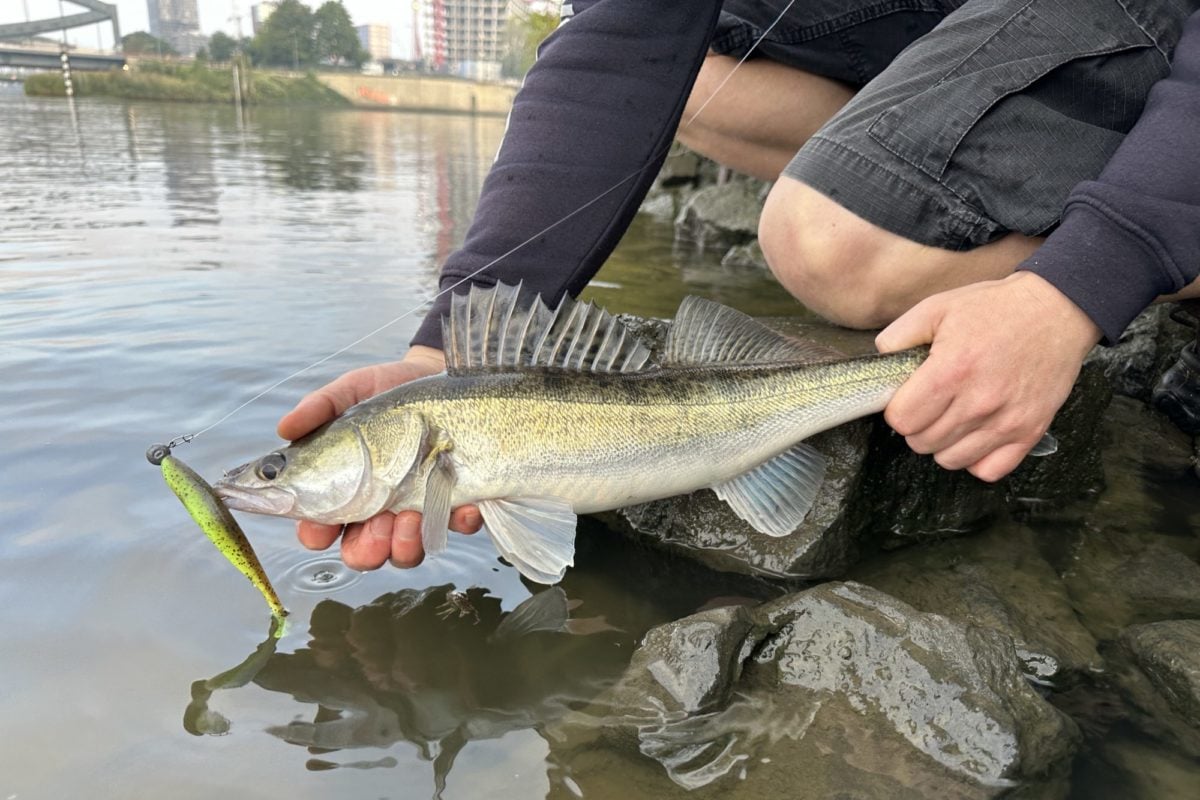 Zander Gummifisch Jigkopf Fluorocarbon Steinpackung