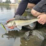 Zander Gummifisch Jigkopf Fluorocarbon Steinpackung