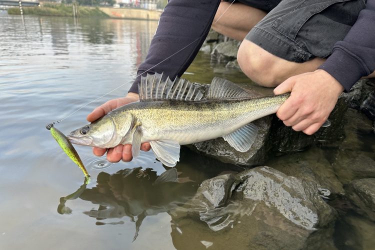 Zander Gummifisch Jigkopf Fluorocarbon Steinpackung