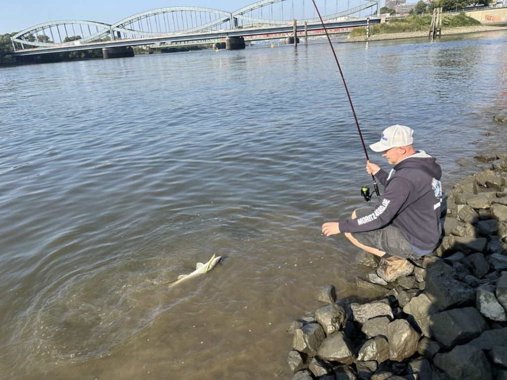 Zander Landung Elbe Steinpackung Gummifisch