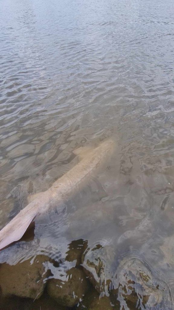 165cm Stör in der Elbe als Beifang beim Aalangeln