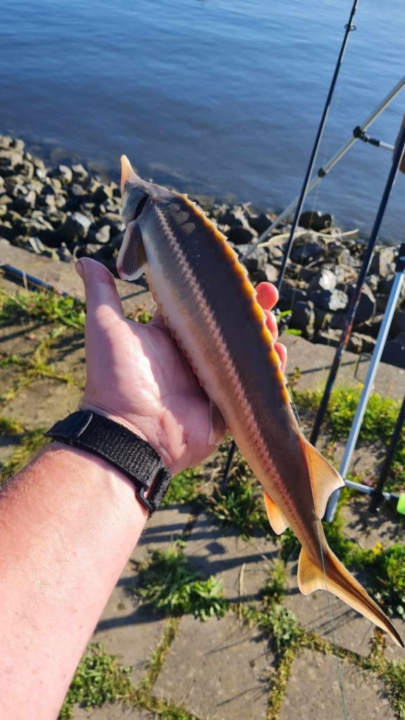 Stör aus der Elbe beim Aalangeln