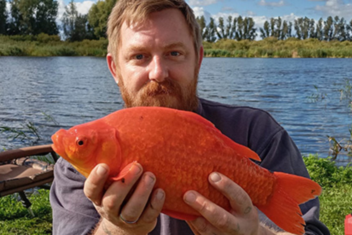 Goldfisch Giebel