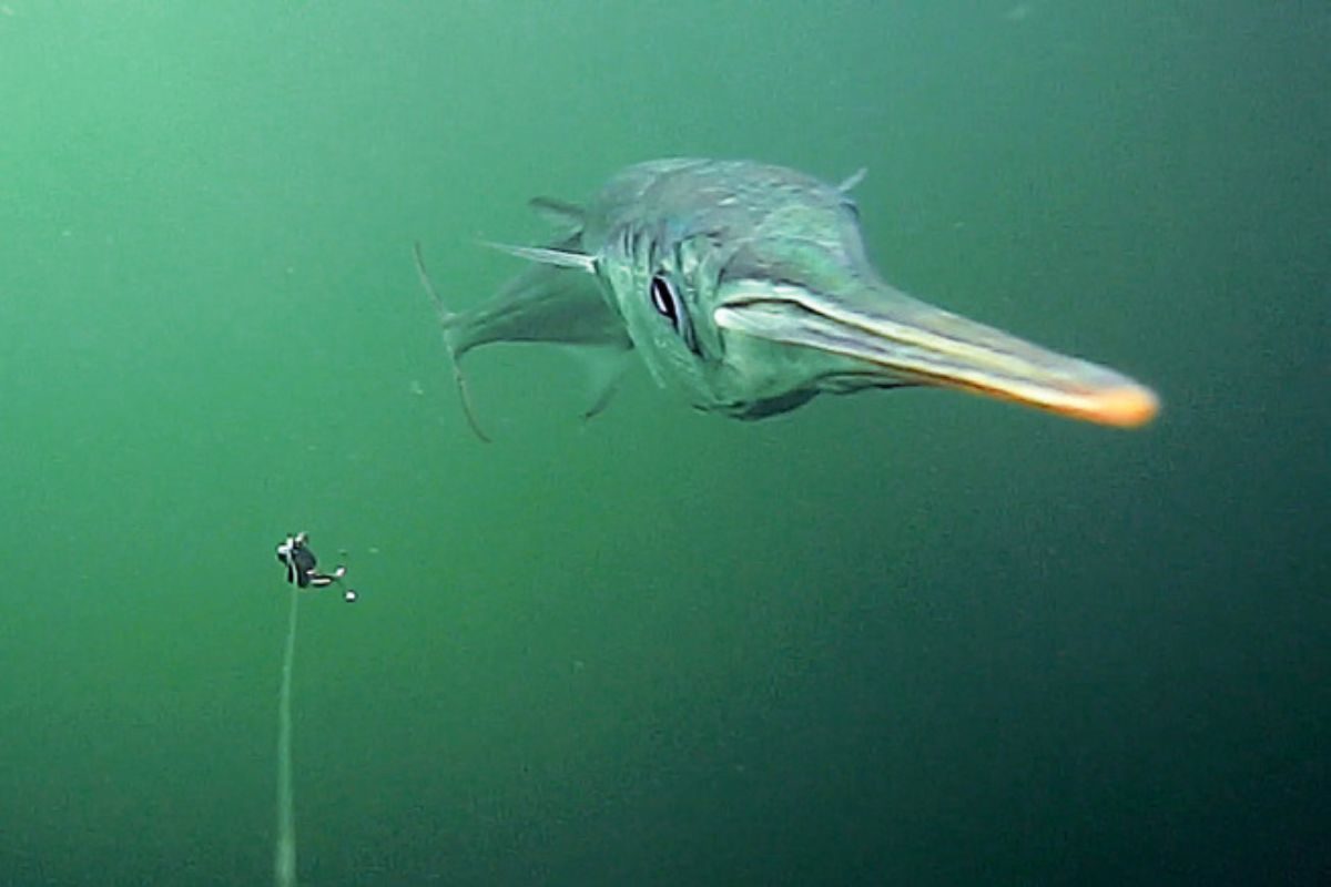 Die Intelligenz von Fischen: Hornhecht fixiert Köder unter Wasser