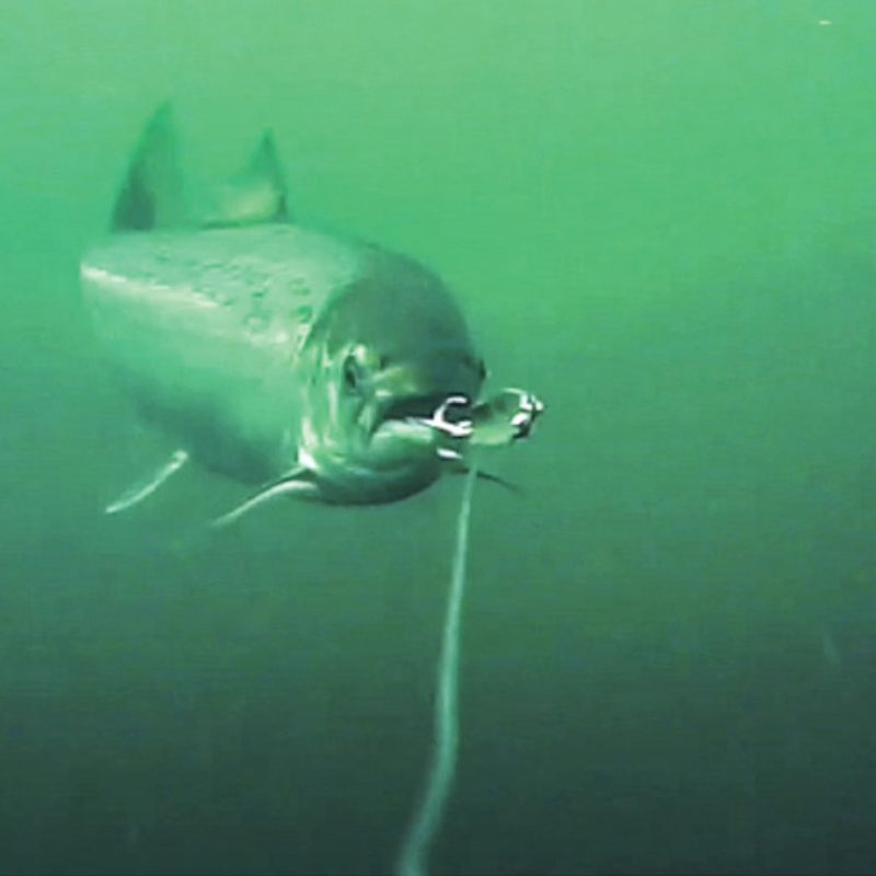 Lachs bei einer Attacke auf den Blinker