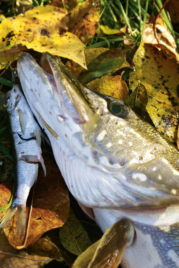 Hecht Köderfisch Hering deadbaiting Laub Blätter Herbst