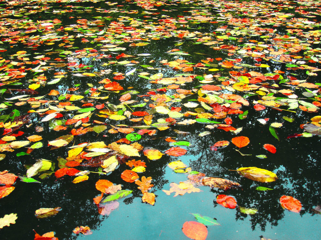 Laub Blätter Herbst