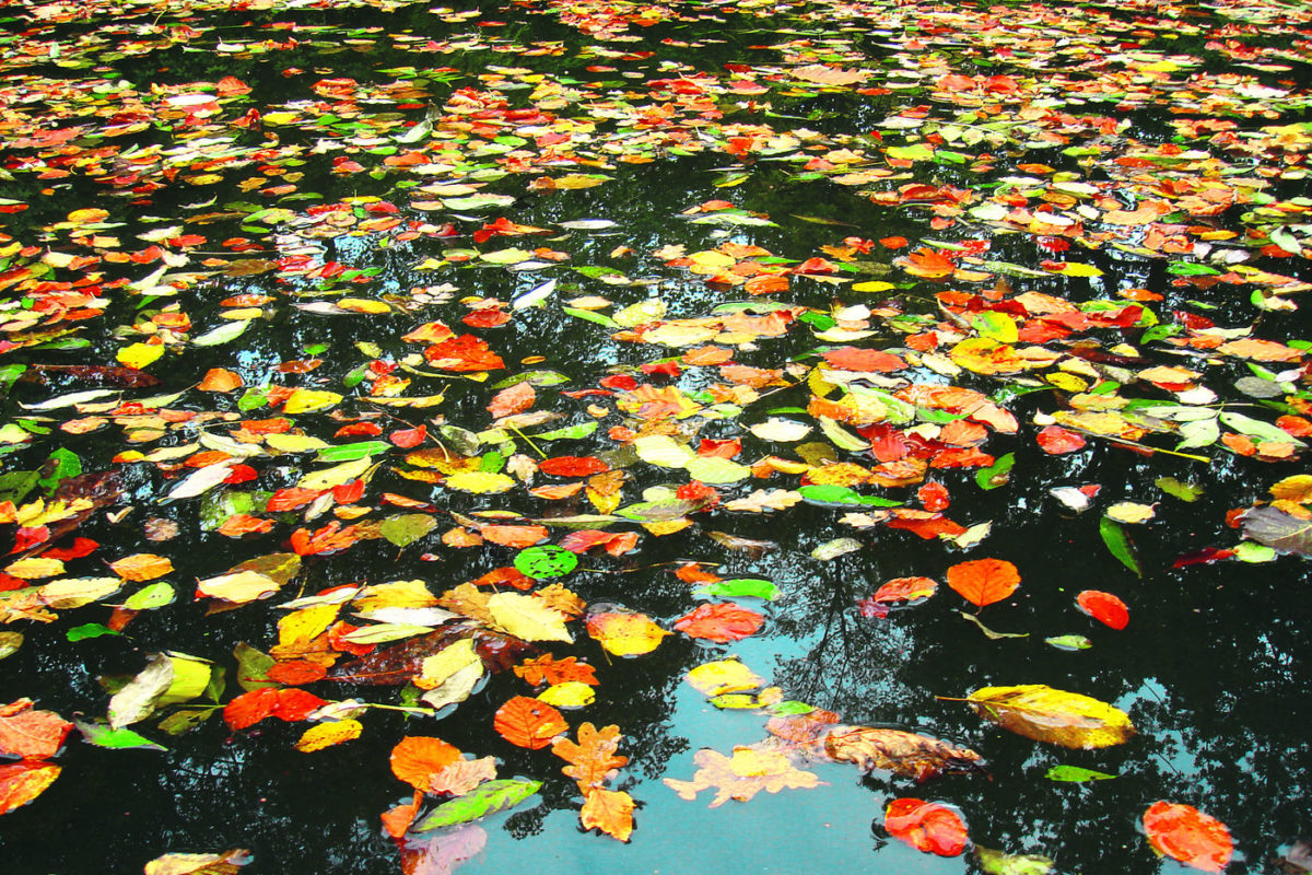 Laub Blätter Herbst