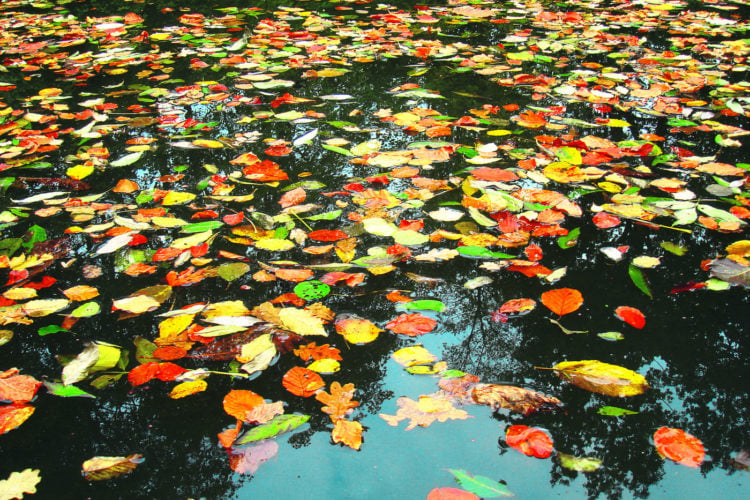 Laub Blätter Herbst