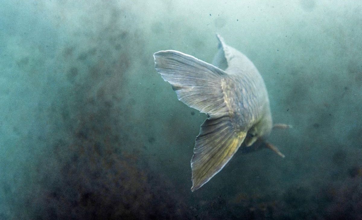 Zurückgesetzter Karpfen schwimmt weg