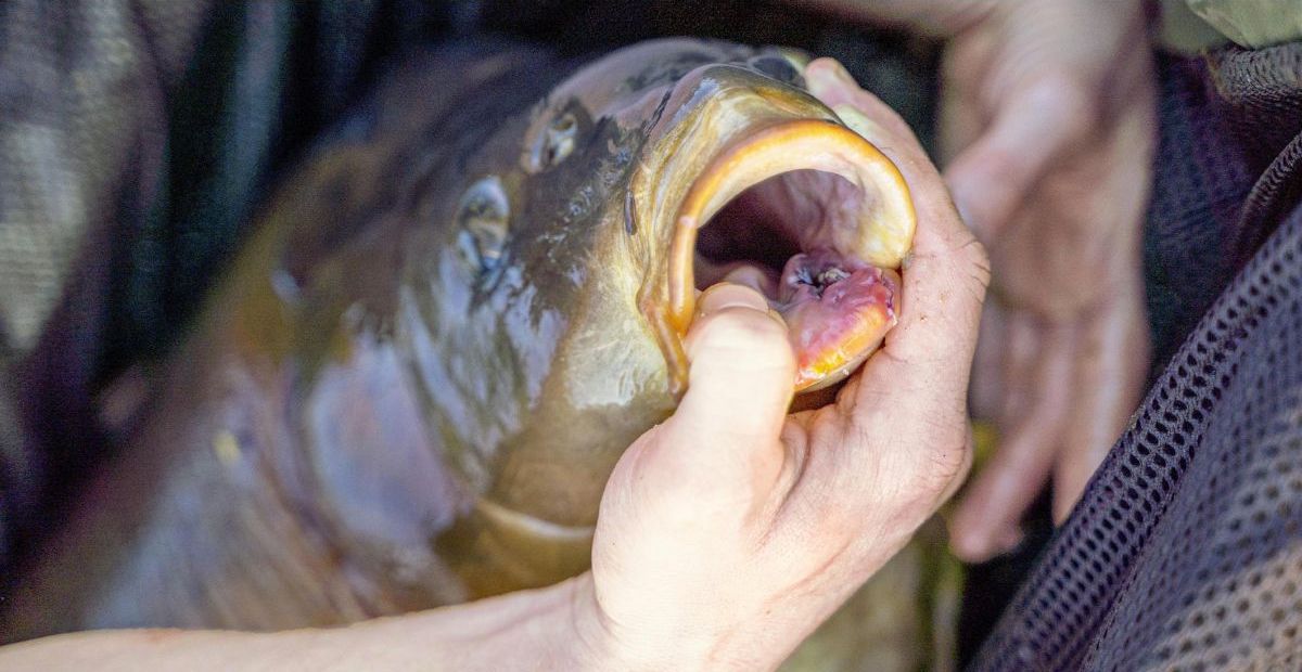 Karpfenmaul mit Hakverletzung