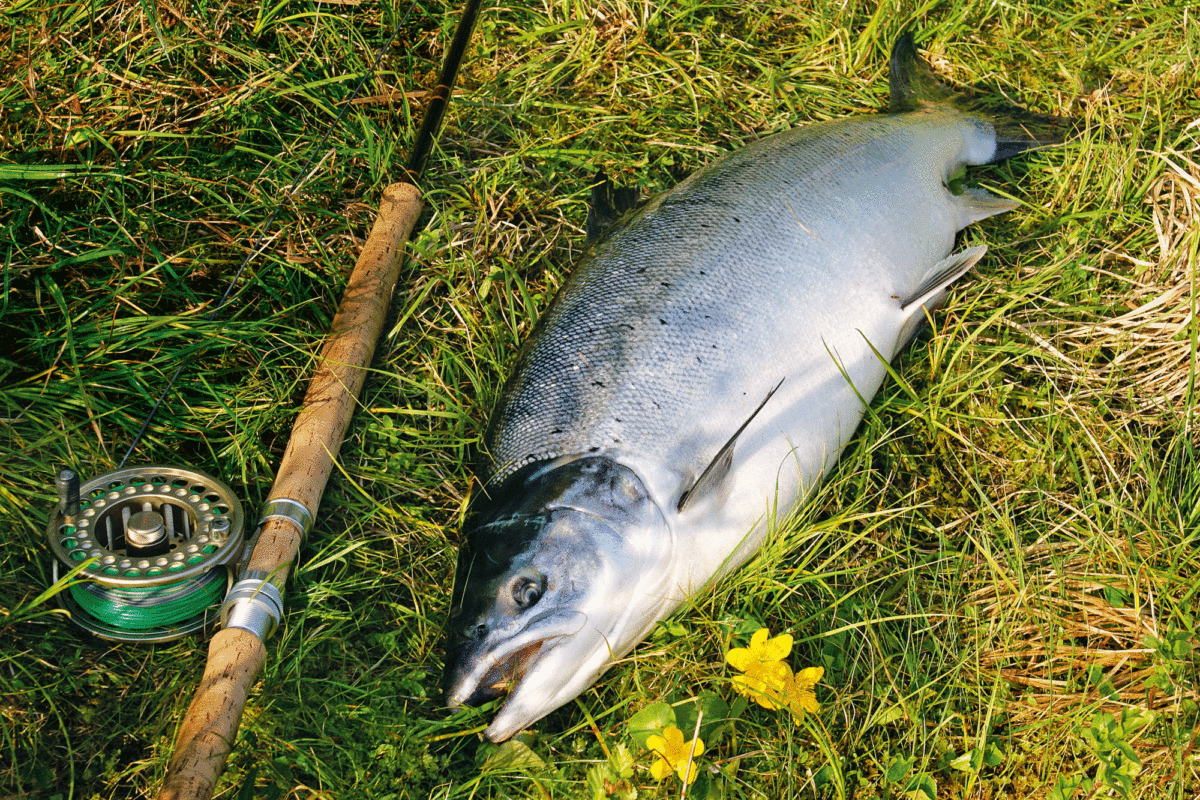 Lachs mit Fliege