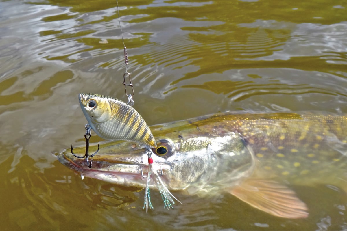 Hecht mit Crankbait