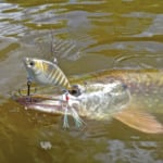 Hecht mit Crankbait