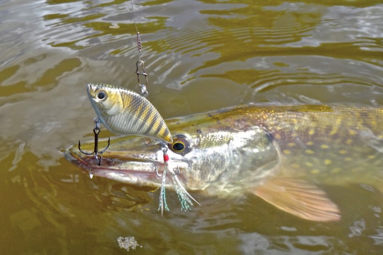 Hecht mit Crankbait