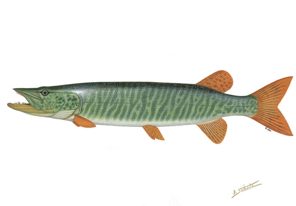 Muskie