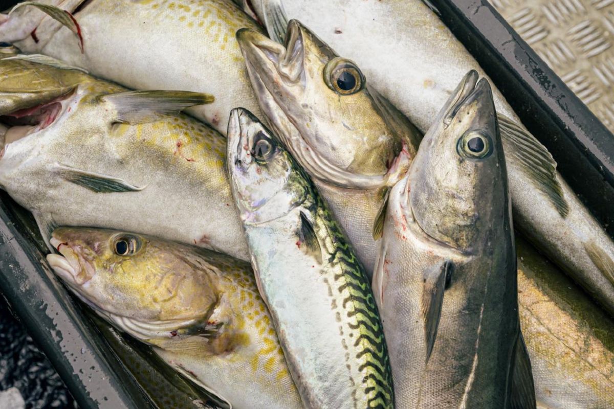 Neben Dorschen landen auch Makrelen, Pollacks, Köhler und halbstarke Lengs in der Fischkiste.