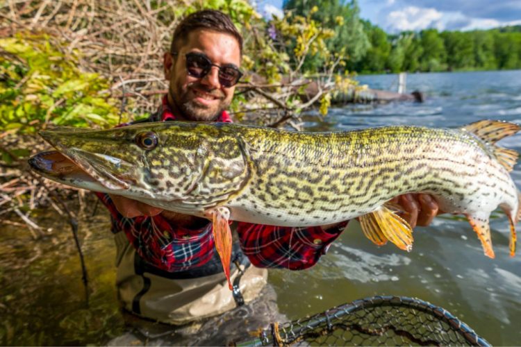 Angler mit Italienischem Hecht aus dem Piemont